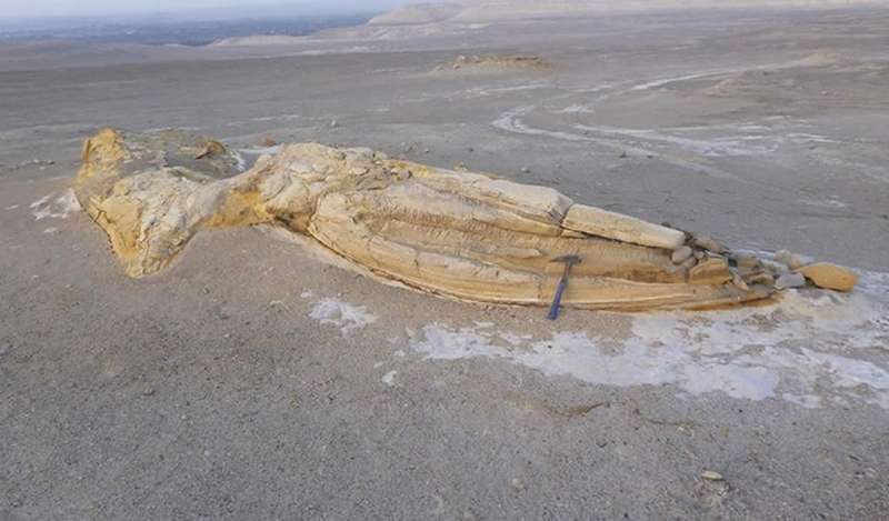 Fósil de reptil marino prehistórico hallado en el Morro Solar será expuesto