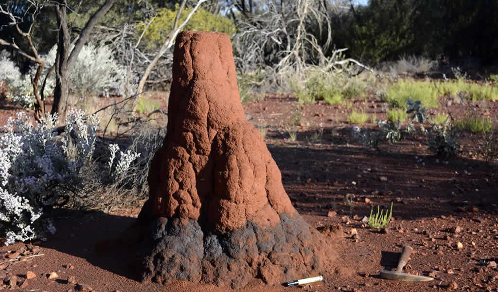 Montículos de termitas revelan depósitos ocultos de metal base